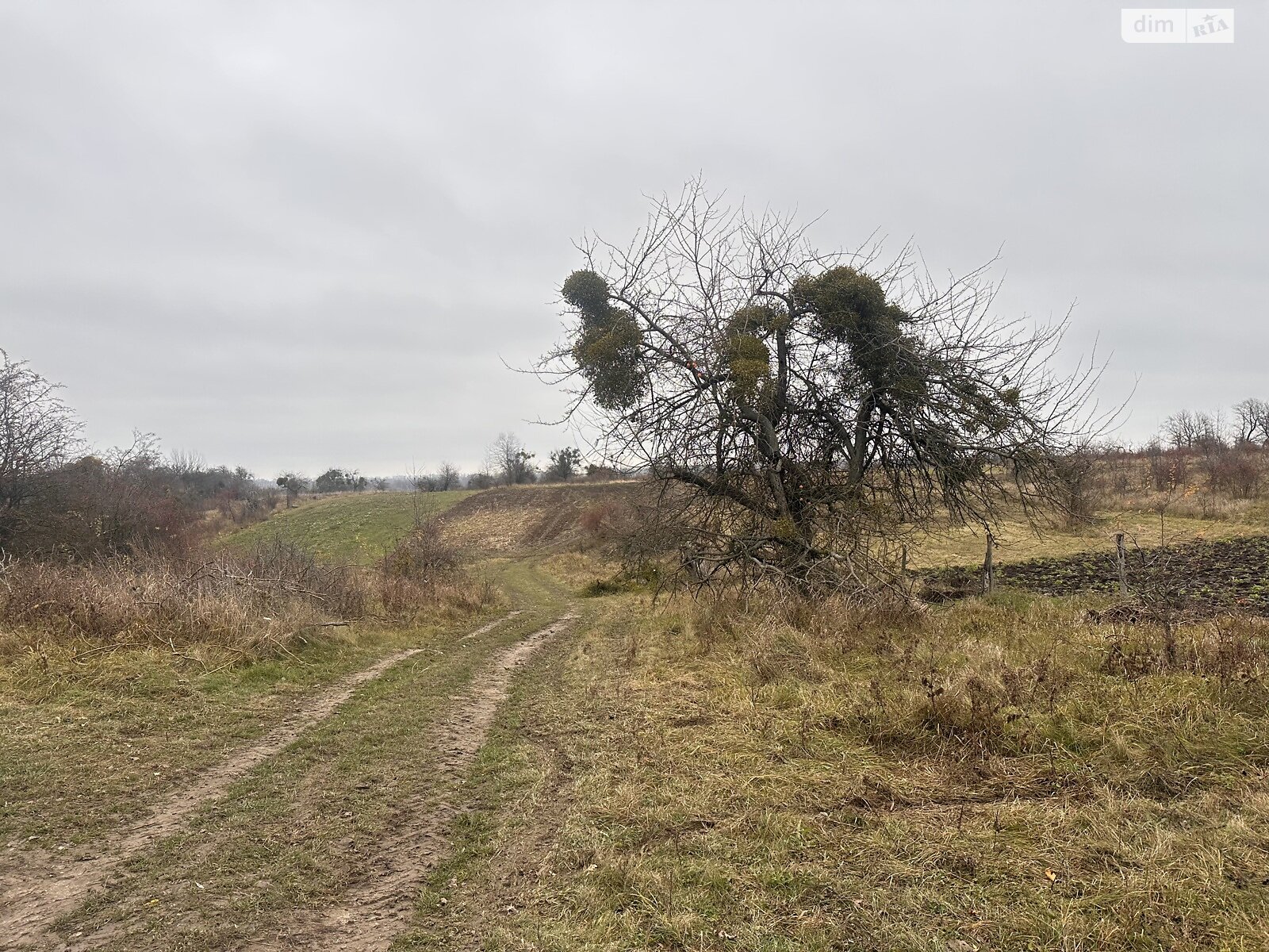 Земельный участок сельскохозяйственного назначения в Писаревке, площадь 16 соток фото 1 Земельный участок сельскохозяйственного назначения в Писаревке, площадь 16 соток фото 1
