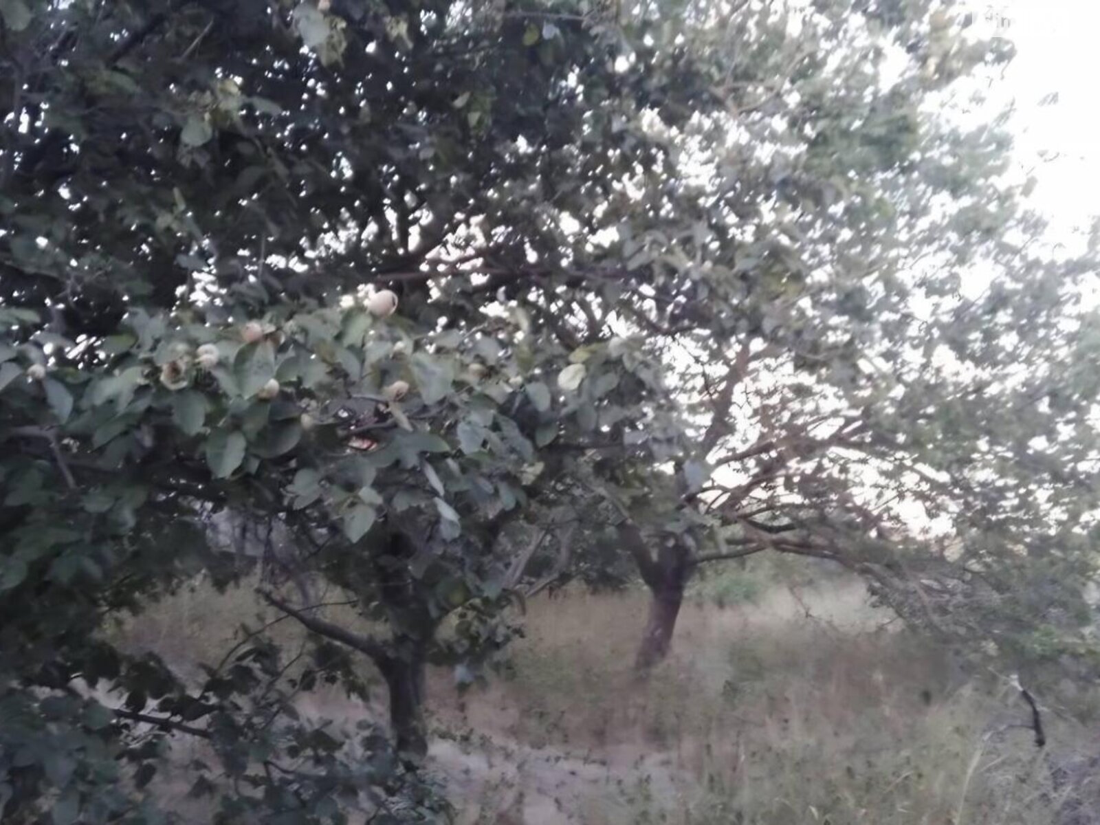 Земельный участок сельскохозяйственного назначения в Прилиманском, площадь 6 соток фото 1