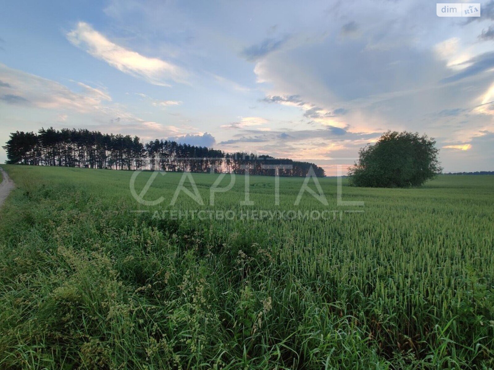 Земельный участок сельскохозяйственного назначения в Рожове, площадь 585 соток фото 1