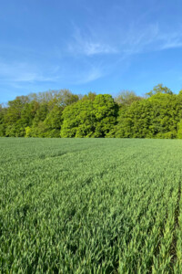 Земля сельскохозяйственного назначения в Ровно, район Мототрек, площадь 12 соток фото 1 Земля сельскохозяйственного назначения в Ровно, район Мототрек, площадь 12 соток фото 1