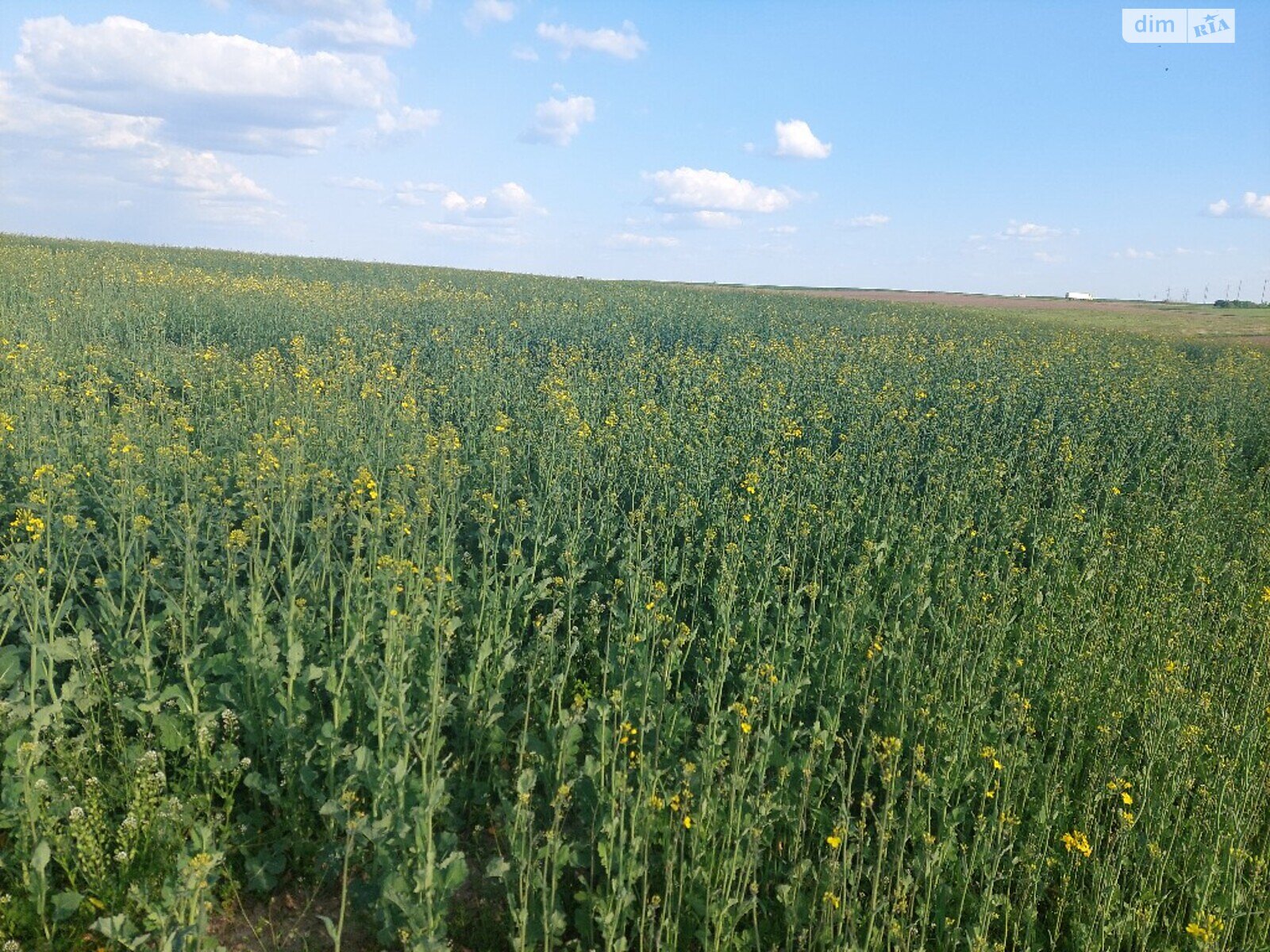 Земля сільськогосподарського призначення в Рівному, район ПМК-100, площа 1 Га фото 1