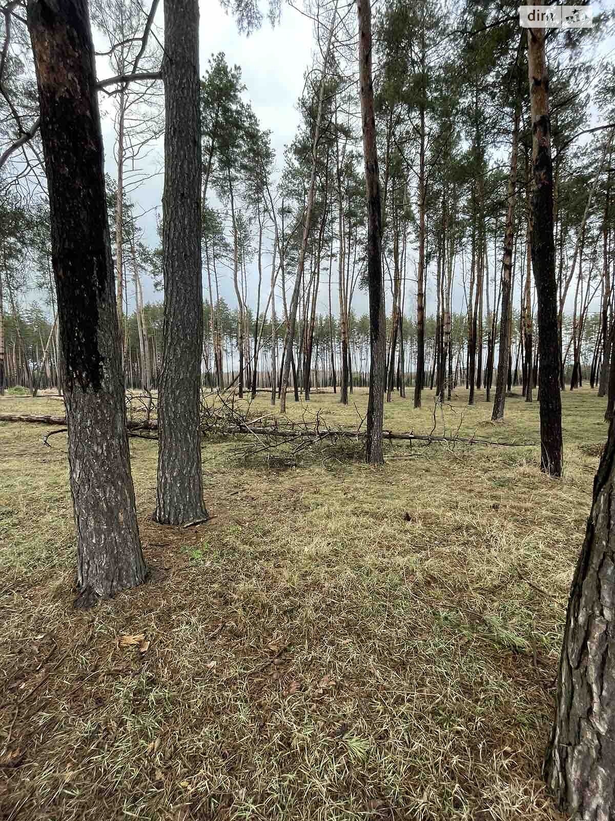 Земельна ділянка сільськогосподарського призначення в Руській Поляні, площа 0.3313 Га фото 1