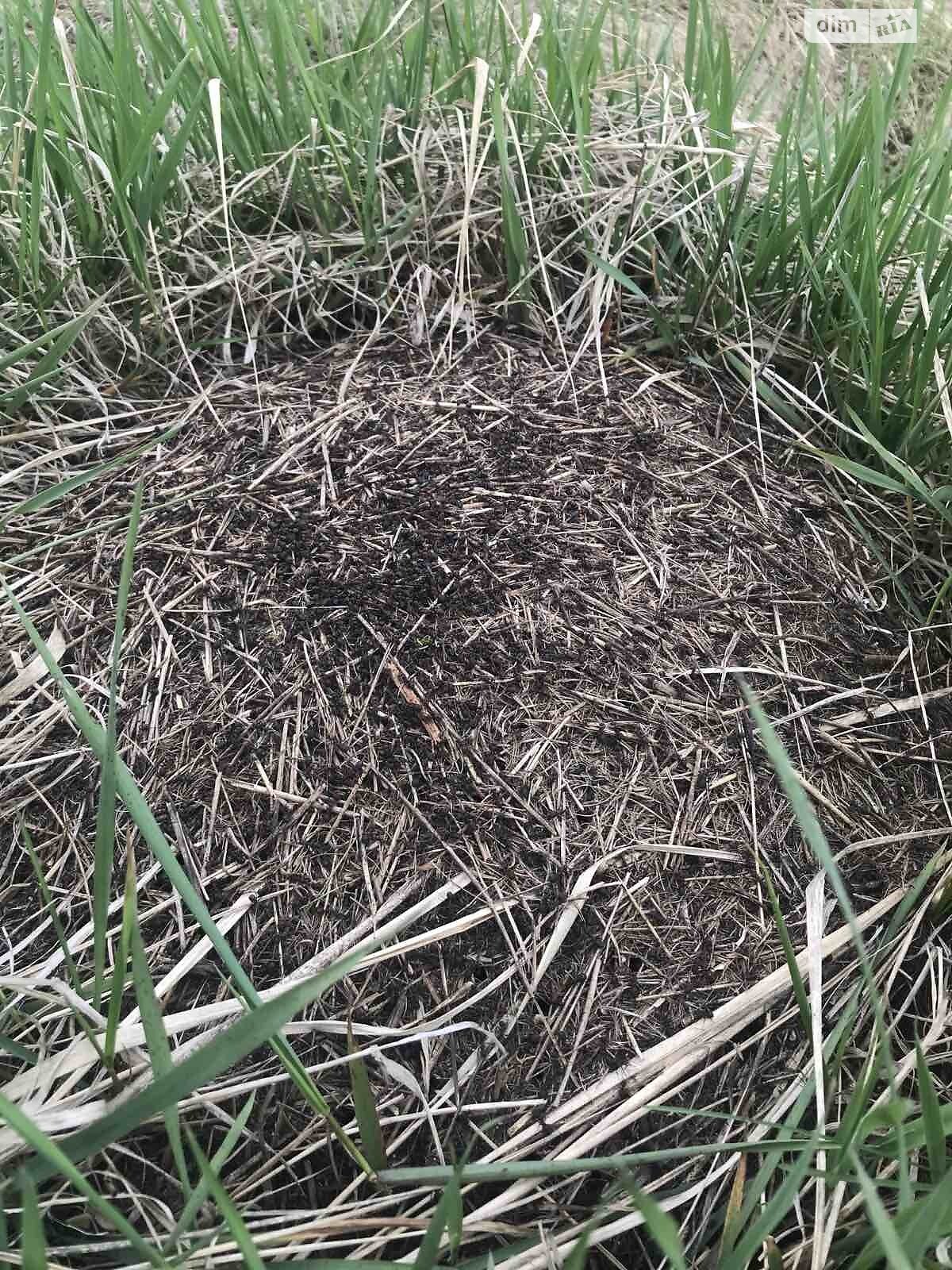 Земельный участок сельскохозяйственного назначения в Сасовом, площадь 25 соток фото 1 Земельный участок сельскохозяйственного назначения в Сасовом, площадь 25 соток фото 1