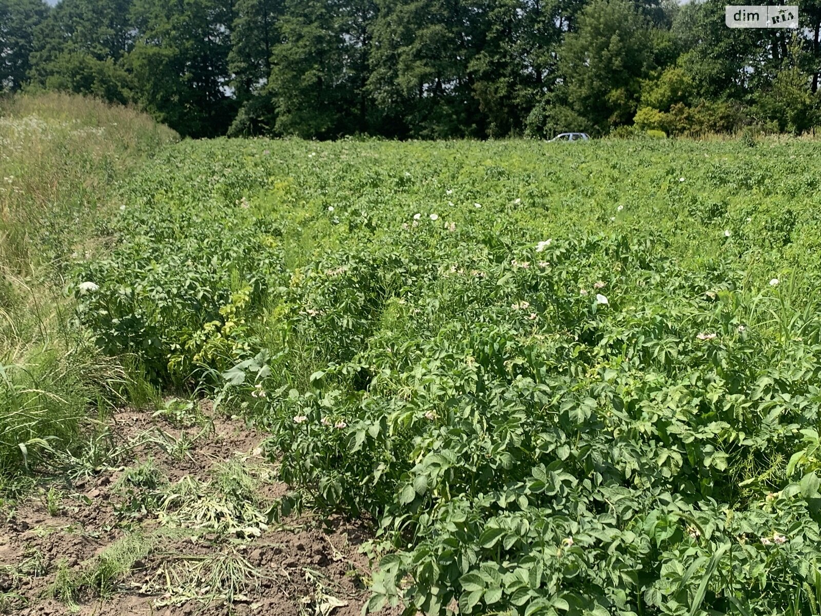 Земельна ділянка сільськогосподарського призначення в Селищі, площа 8 соток фото 1