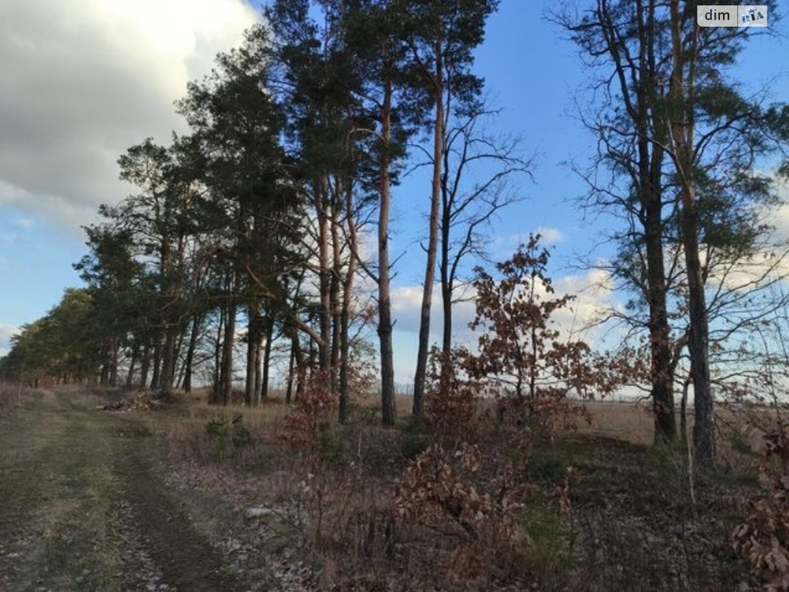 Земельный участок сельскохозяйственного назначения в Синяке, площадь 10 соток фото 1 Земельный участок сельскохозяйственного назначения в Синяке, площадь 10 соток фото 1