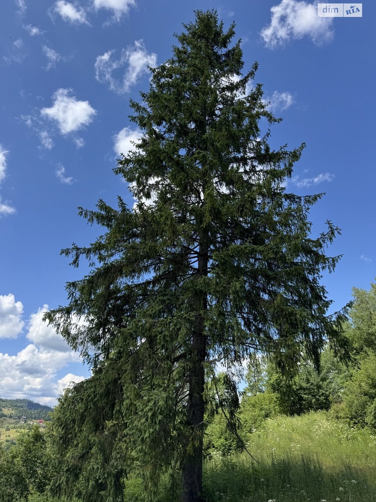 Земельна ділянка сільськогосподарського призначення в Славському, площа 0.144 Га фото 1