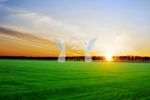 Земельный участок сельскохозяйственного назначения в Смыковцы, площадь 400 соток фото 2