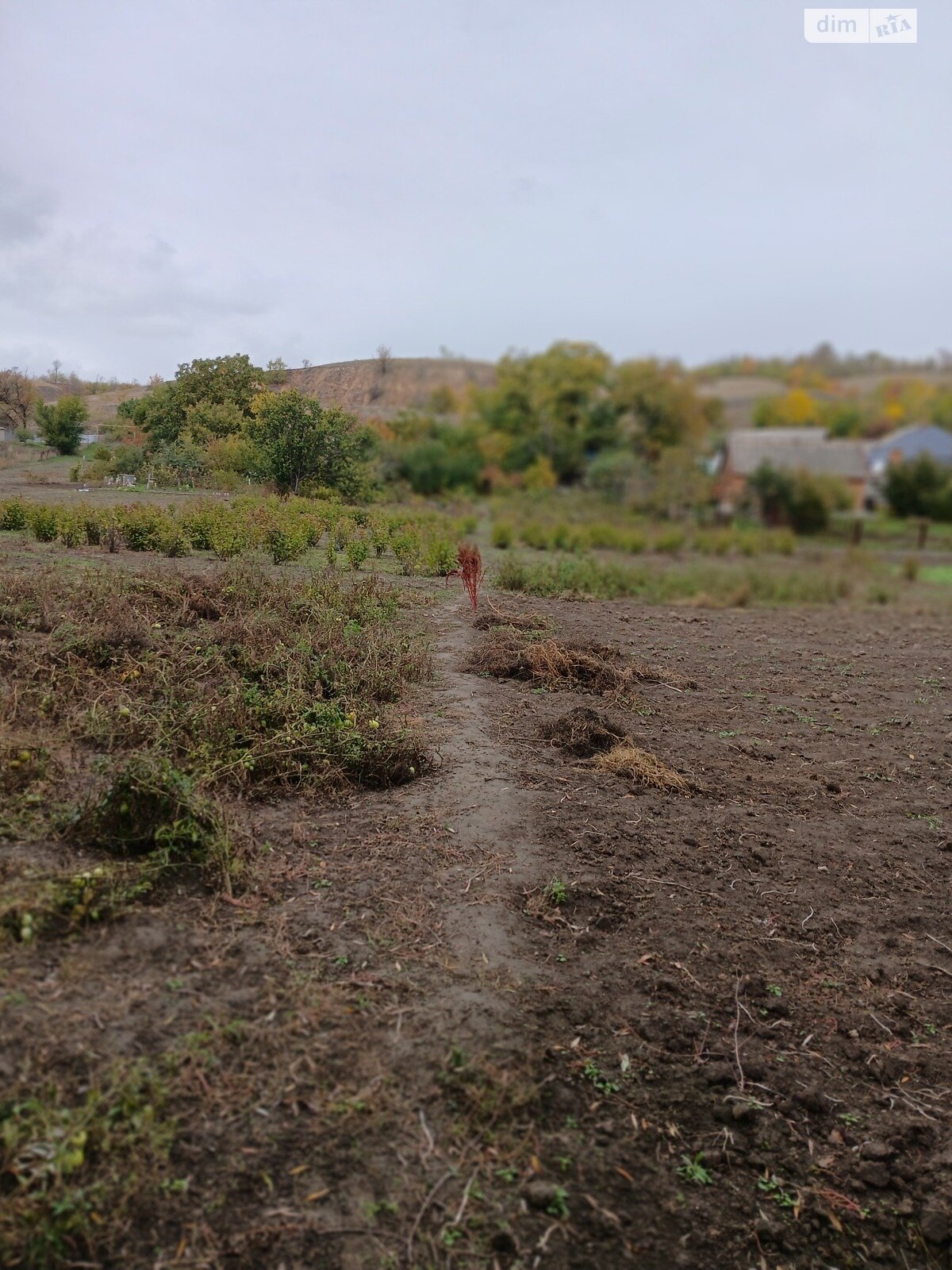 Земельный участок сельскохозяйственного назначения в Спаском, площадь 32 сотки фото 1 Земельный участок сельскохозяйственного назначения в Спаском, площадь 32 сотки фото 1