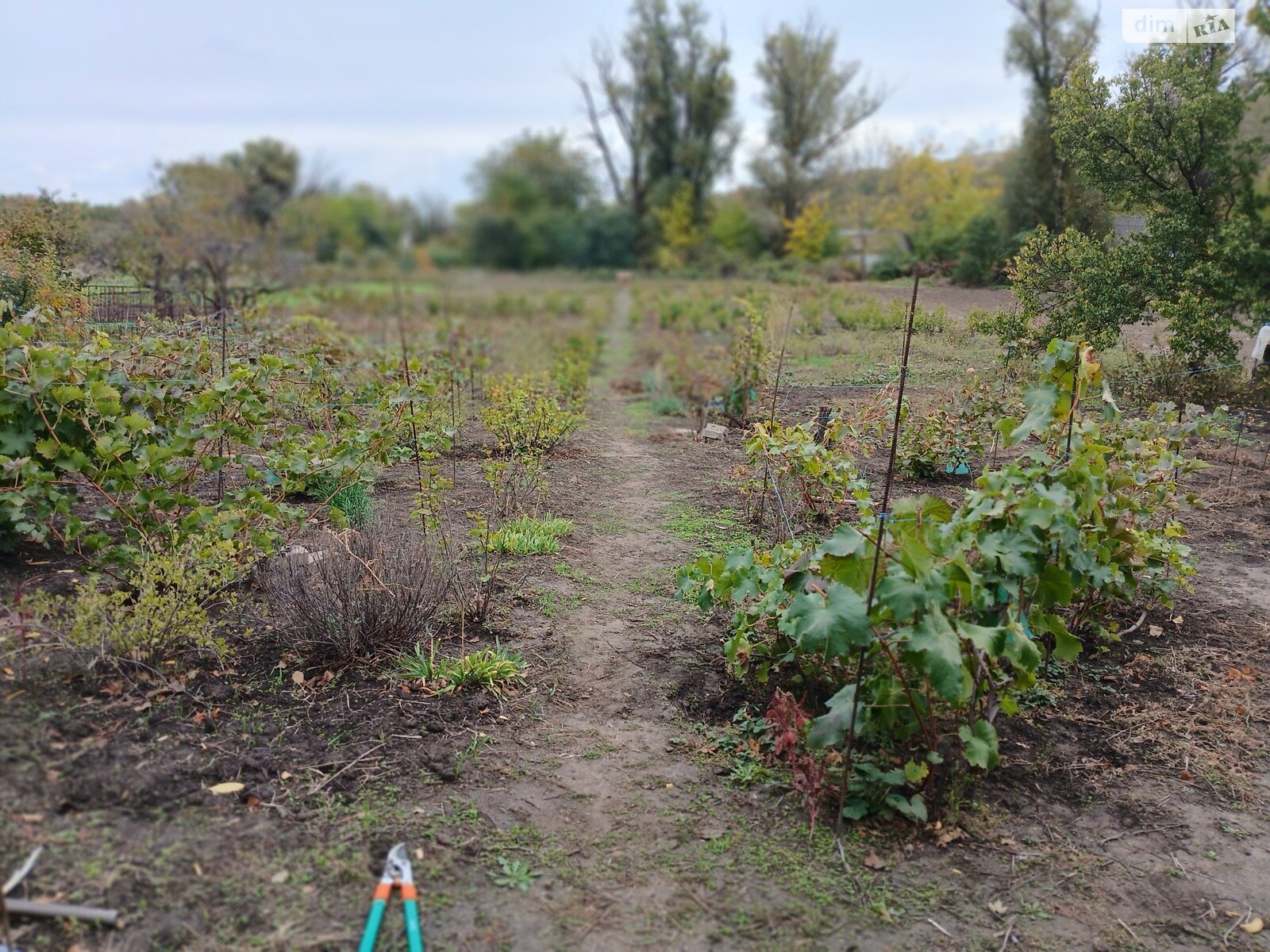 Земельный участок сельскохозяйственного назначения в Спаском, площадь 32 сотки фото 1 Земельный участок сельскохозяйственного назначения в Спаском, площадь 32 сотки фото 1