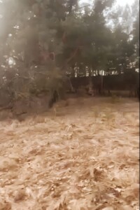 Земельный участок сельскохозяйственного назначения в Старых Безрадичах, площадь 1.2198 Га фото 2