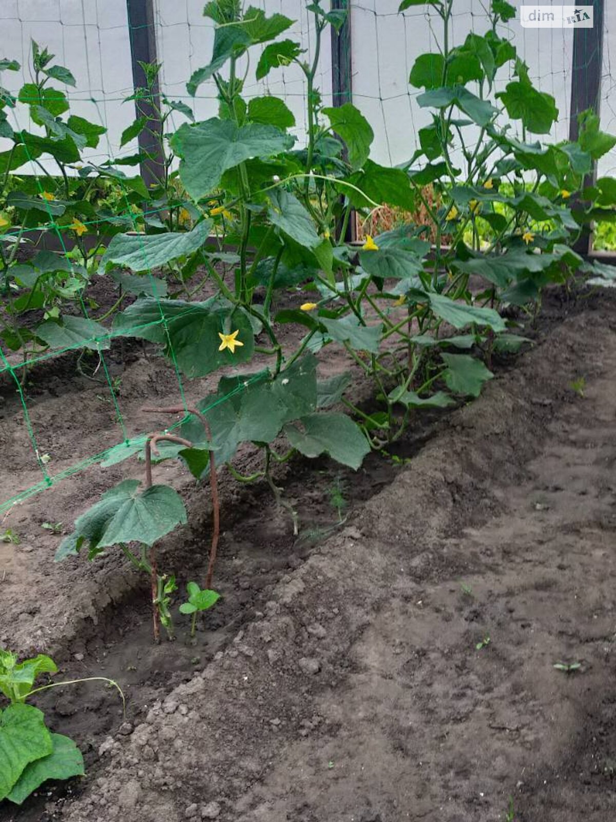 Земля сельскохозяйственного назначения в Сумах, район Лука, площадь 8 соток фото 1