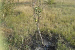 Земельный участок сельскохозяйственного назначения в Свитанке, площадь 10 соток фото 2