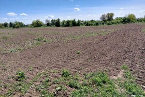 Земельный участок сельскохозяйственного назначения в Тарновцах, площадь 156 соток фото 2 Земельный участок сельскохозяйственного назначения в Тарновцах, площадь 156 соток фото 2