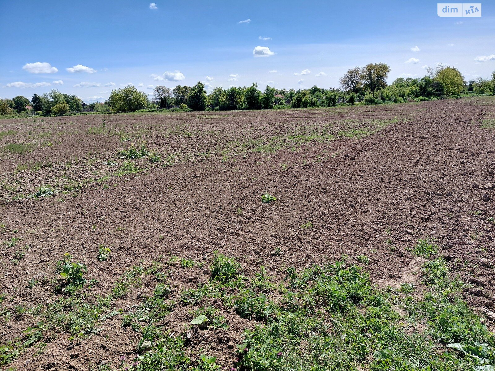 Земельный участок сельскохозяйственного назначения в Тарновцах, площадь 156 соток фото 1 Земельный участок сельскохозяйственного назначения в Тарновцах, площадь 156 соток фото 1