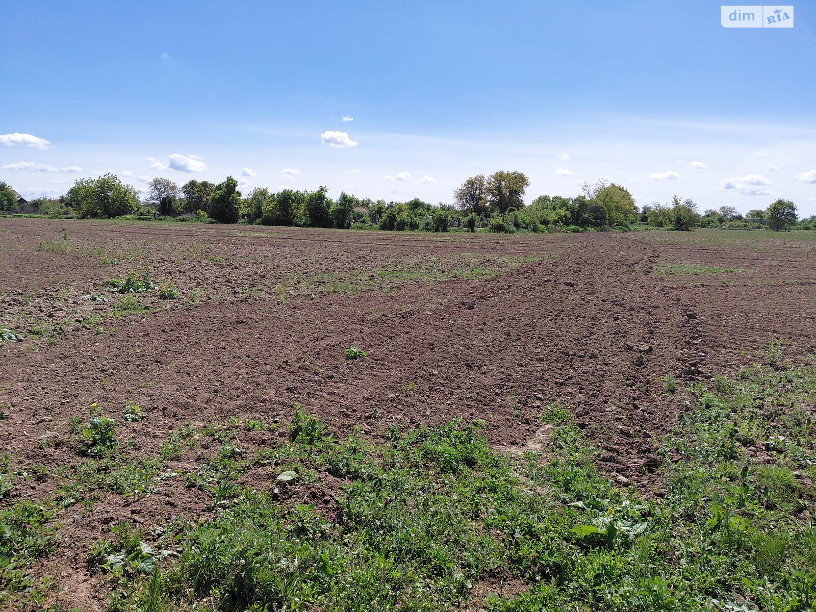 Земельный участок сельскохозяйственного назначения в Тарновцах, площадь 156 соток фото 1 Земельный участок сельскохозяйственного назначения в Тарновцах, площадь 156 соток фото 1