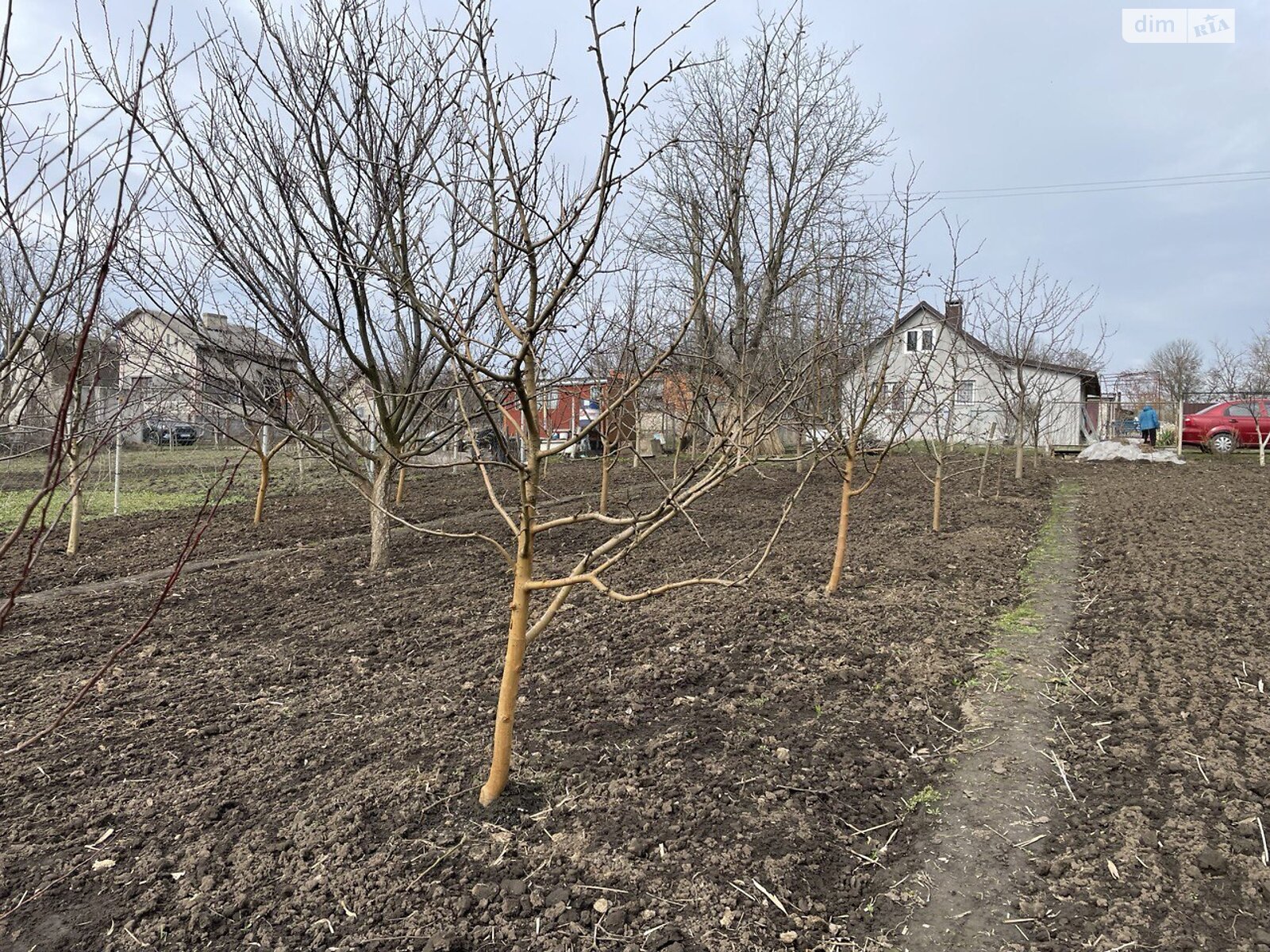 Земельна ділянка сільськогосподарського призначення в Романівці, площа 6 соток фото 1