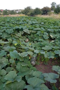 Земельный участок сельскохозяйственного назначения в Тернополе, площадь 0.06 Га фото 2