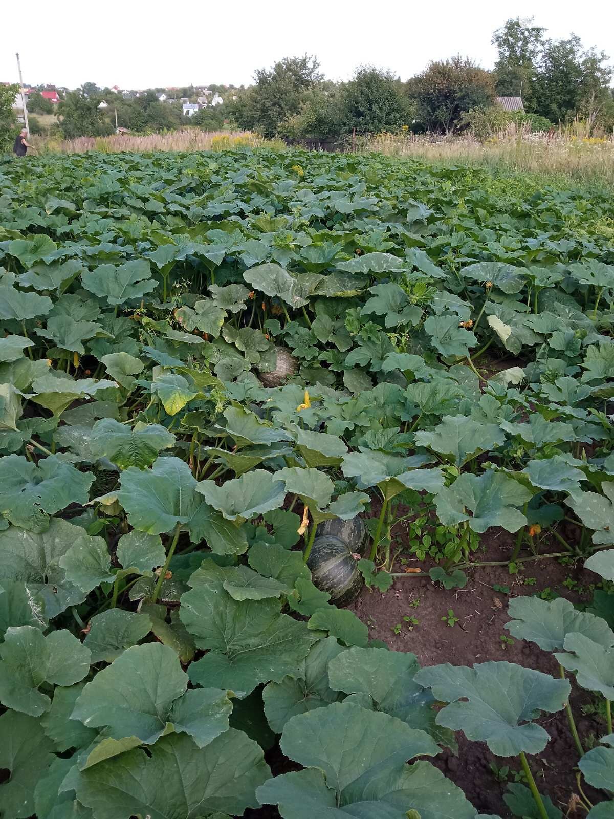 Земельный участок сельскохозяйственного назначения в Тернополе, площадь 0.06 Га фото 1