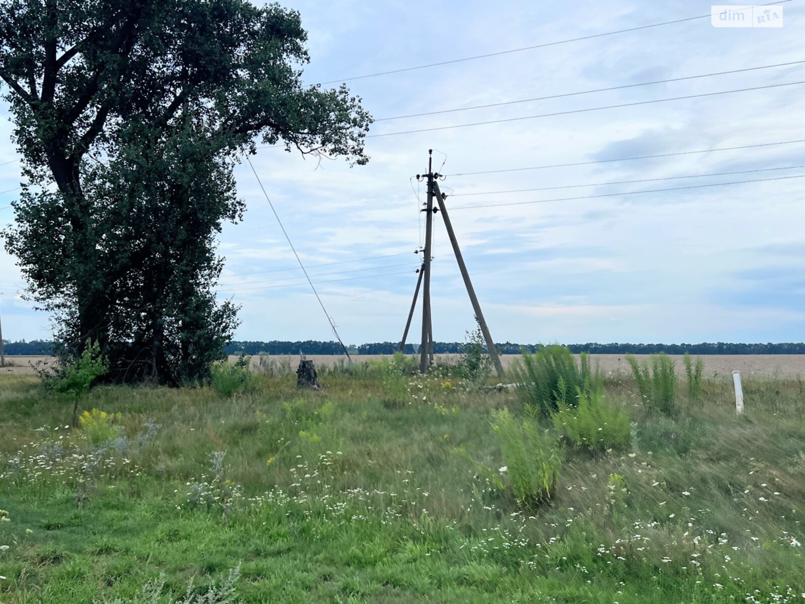 Земельный участок сельскохозяйственного назначения в Требухове, площадь 190 соток фото 1