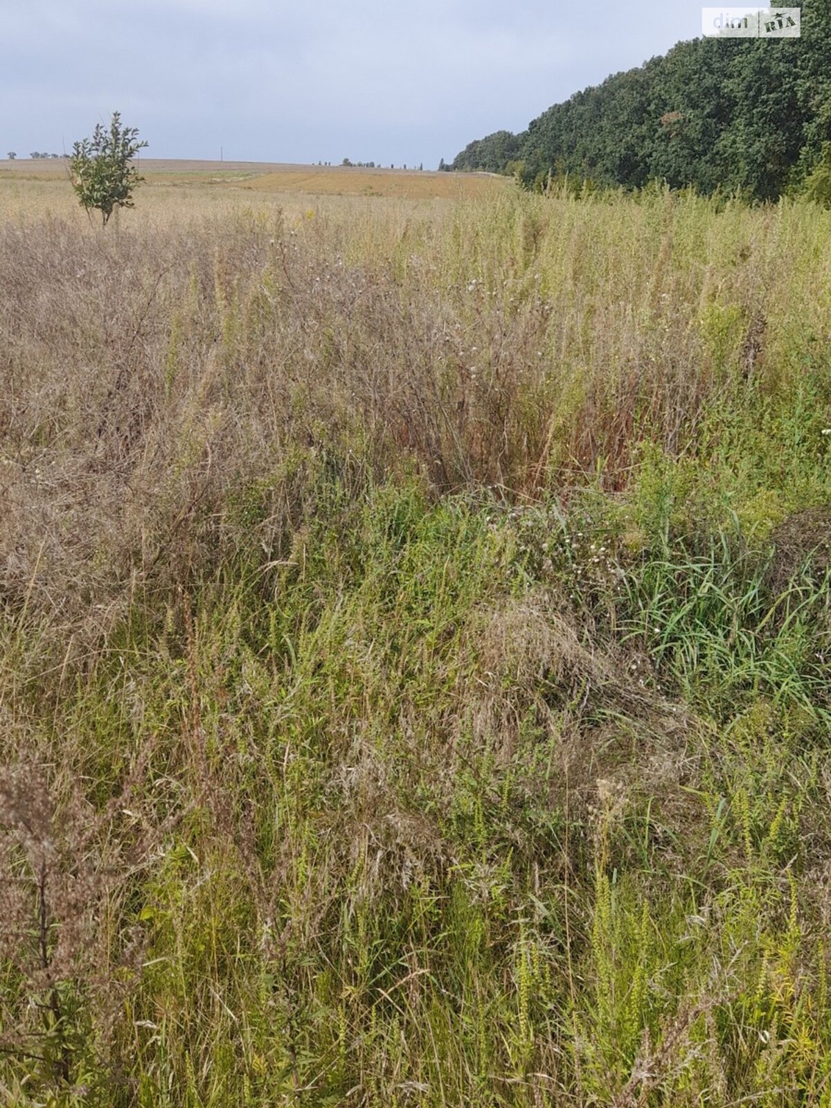 Земельна ділянка сільськогосподарського призначення в Трушках, площа 10 соток фото 1 Земельна ділянка сільськогосподарського призначення в Трушках, площа 10 соток фото 1