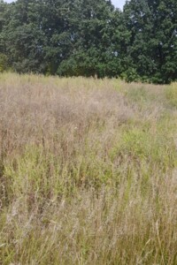 Земельна ділянка сільськогосподарського призначення в Трушках, площа 10 соток фото 2 Земельна ділянка сільськогосподарського призначення в Трушках, площа 10 соток фото 2