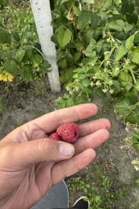 Земельна ділянка сільськогосподарського призначення в Цвіжині, площа 9.1 сотки фото 2 Земельна ділянка сільськогосподарського призначення в Цвіжині, площа 9.1 сотки фото 2