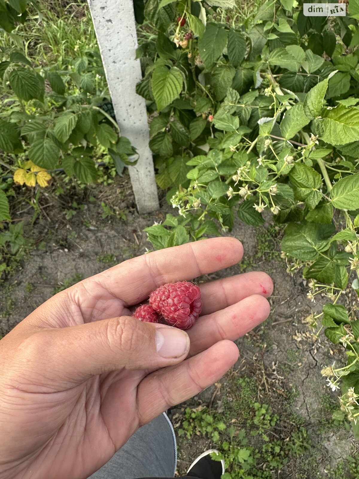 Земельна ділянка сільськогосподарського призначення в Цвіжині, площа 9.1 сотки фото 1 Земельна ділянка сільськогосподарського призначення в Цвіжині, площа 9.1 сотки фото 1