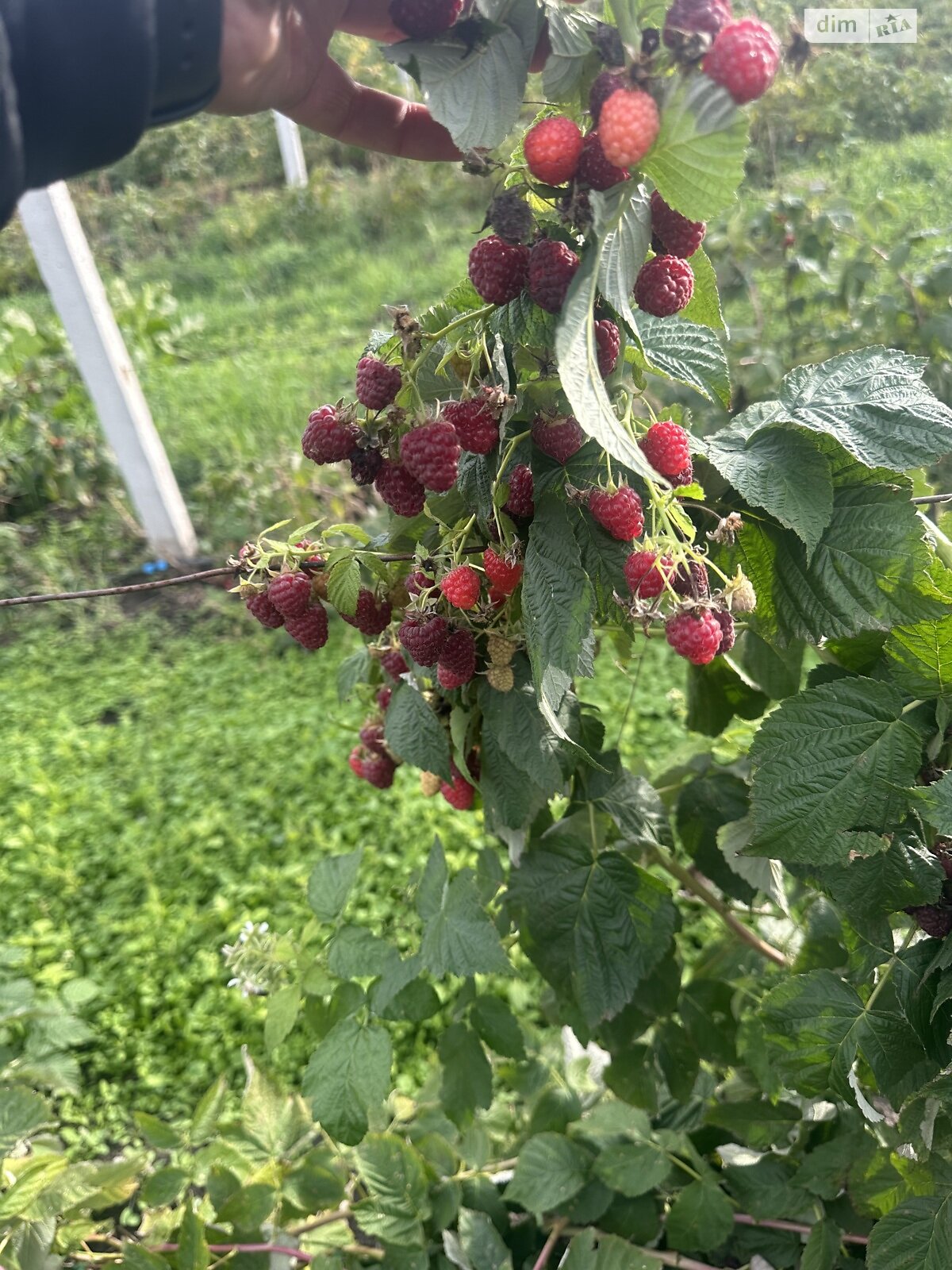 Земельна ділянка сільськогосподарського призначення в Цвіжині, площа 9.1 сотки фото 1 Земельна ділянка сільськогосподарського призначення в Цвіжині, площа 9.1 сотки фото 1