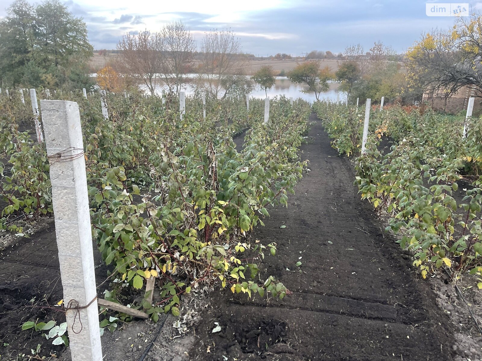 Земельна ділянка сільськогосподарського призначення в Цвіжині, площа 9.1 сотки фото 1 Земельна ділянка сільськогосподарського призначення в Цвіжині, площа 9.1 сотки фото 1