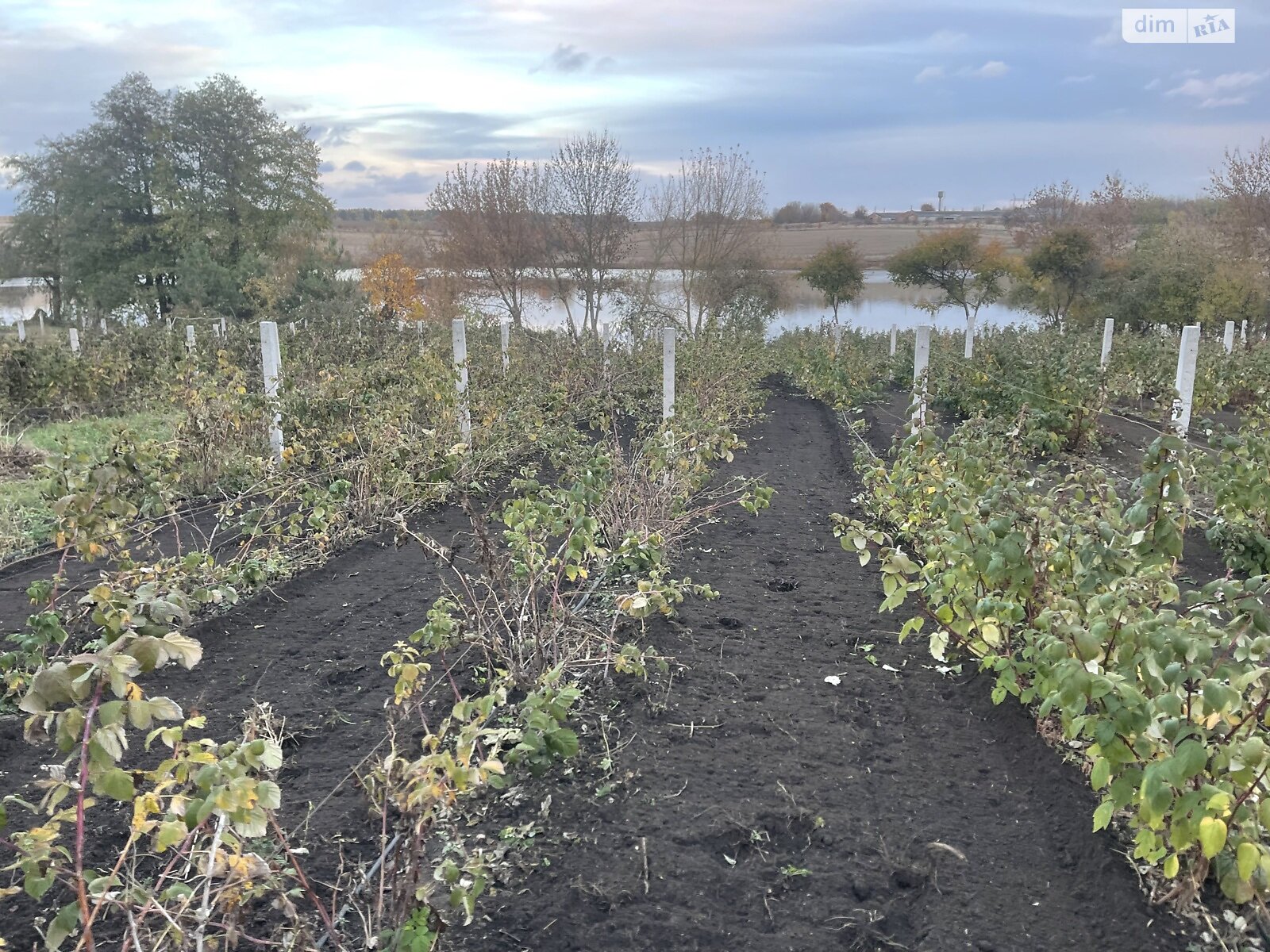 Земельна ділянка сільськогосподарського призначення в Цвіжині, площа 9.1 сотки фото 1 Земельна ділянка сільськогосподарського призначення в Цвіжині, площа 9.1 сотки фото 1