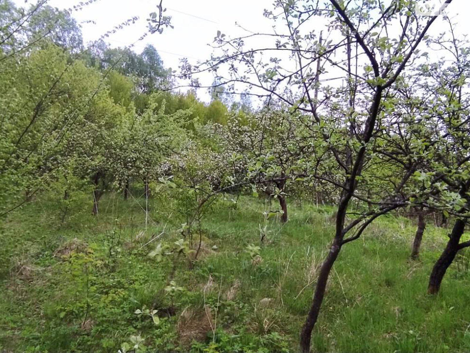 Земельна ділянка сільськогосподарського призначення в Тязові, площа 6 соток фото 1