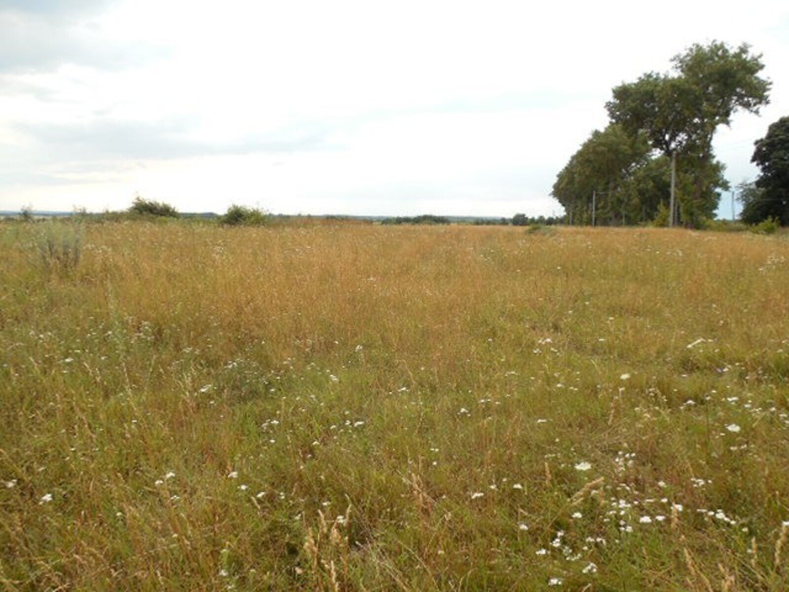 Земельный участок сельскохозяйственного назначения в Тыврове, площадь 1 Га фото 1
