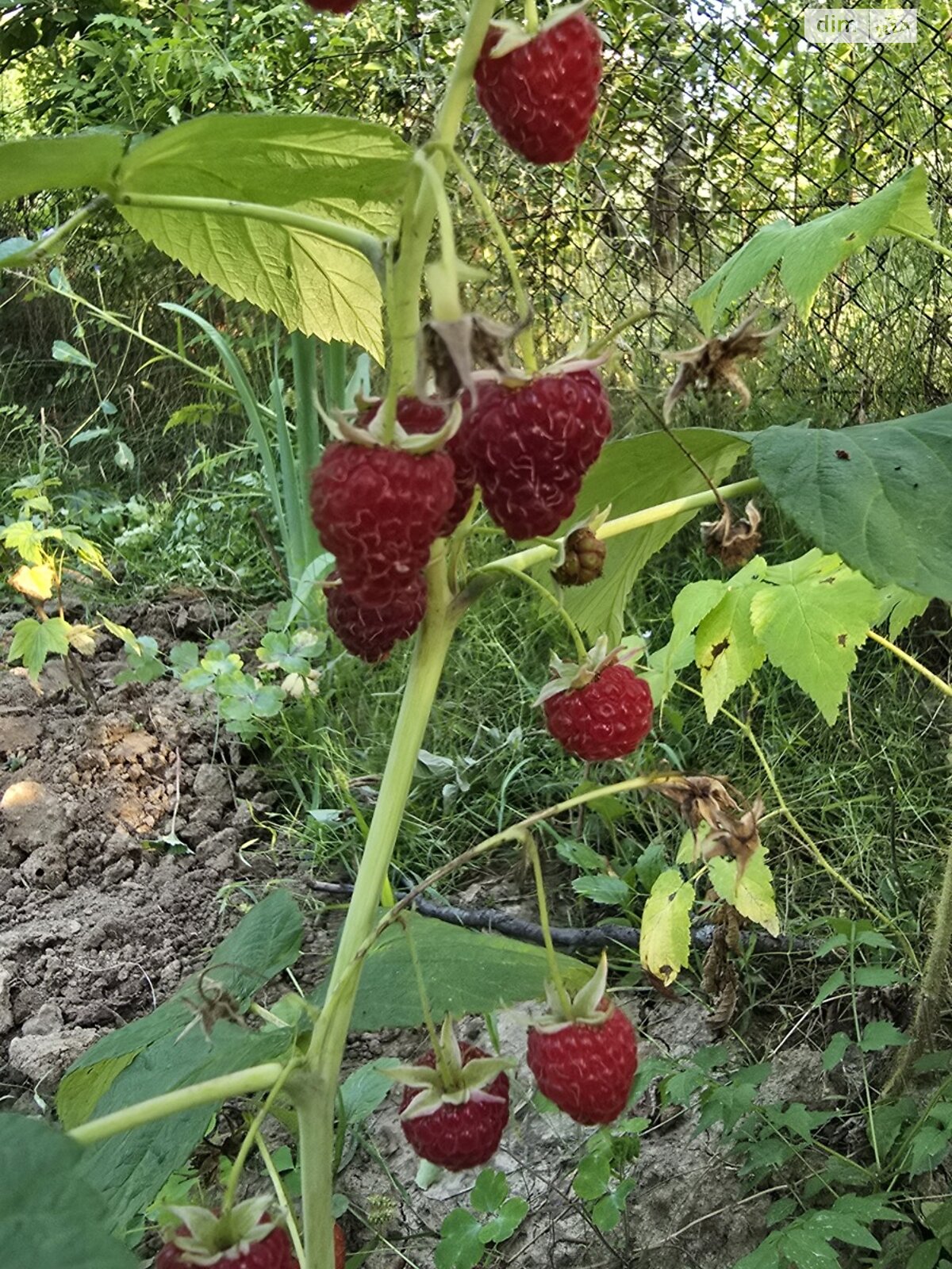 Земельный участок сельскохозяйственного назначения в Тютьках, площадь 5 соток фото 1 Земельный участок сельскохозяйственного назначения в Тютьках, площадь 5 соток фото 1