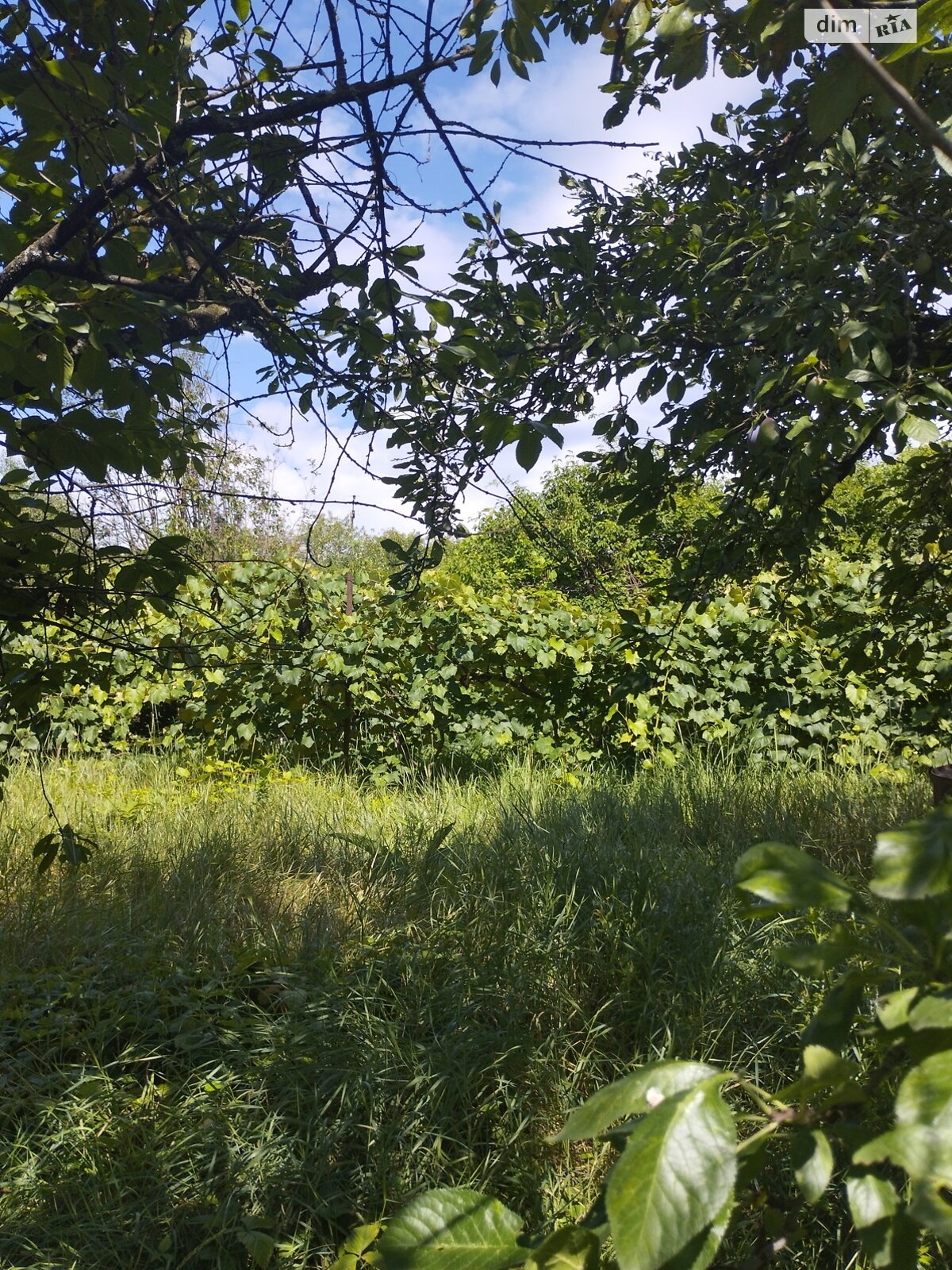 Земля сельскохозяйственного назначения в Ужгороде, район Горяны, площадь 6 соток фото 1 Земля сельскохозяйственного назначения в Ужгороде, район Горяны, площадь 6 соток фото 1
