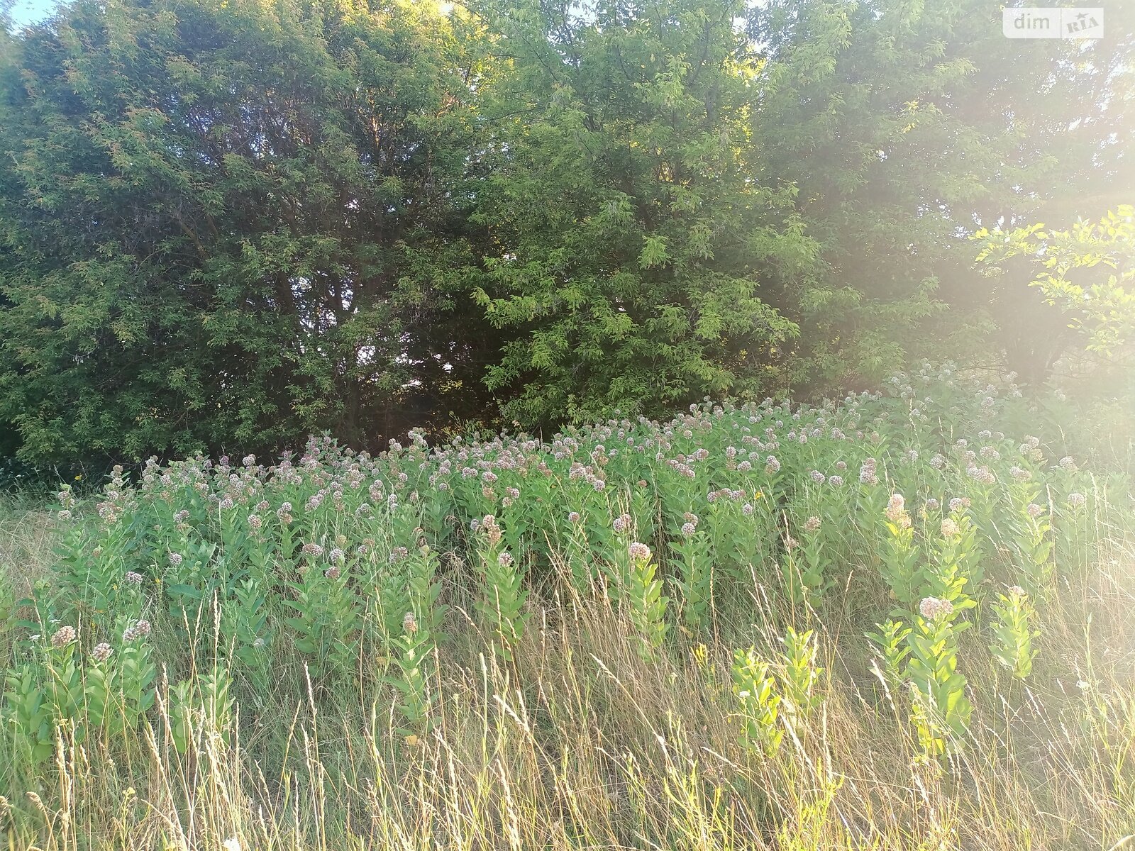 Земельный участок сельскохозяйственного назначения в Уляниках, площадь 50 соток фото 1