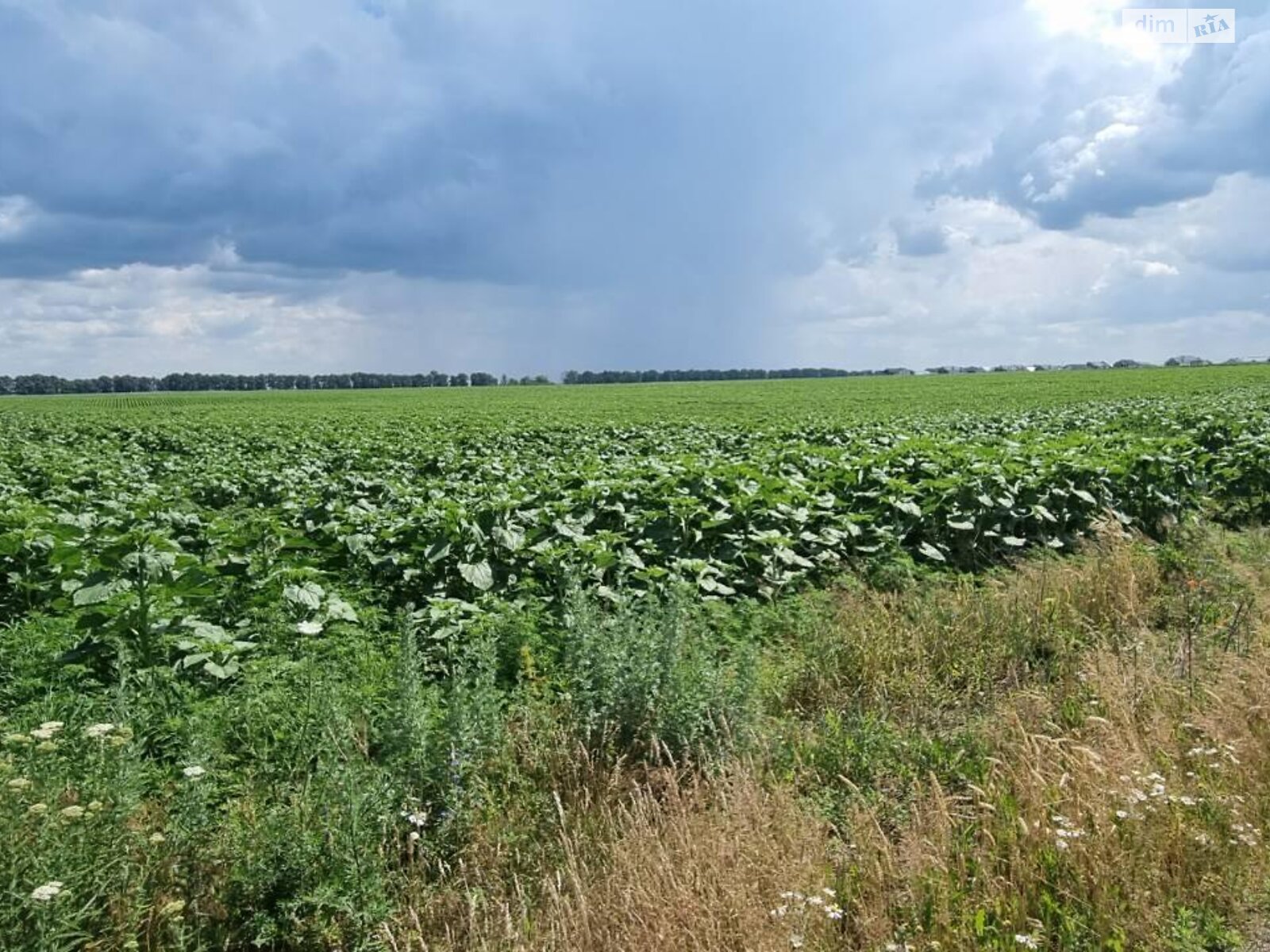Земельный участок сельскохозяйственного назначения в Великой Александровке, площадь 200 соток фото 1