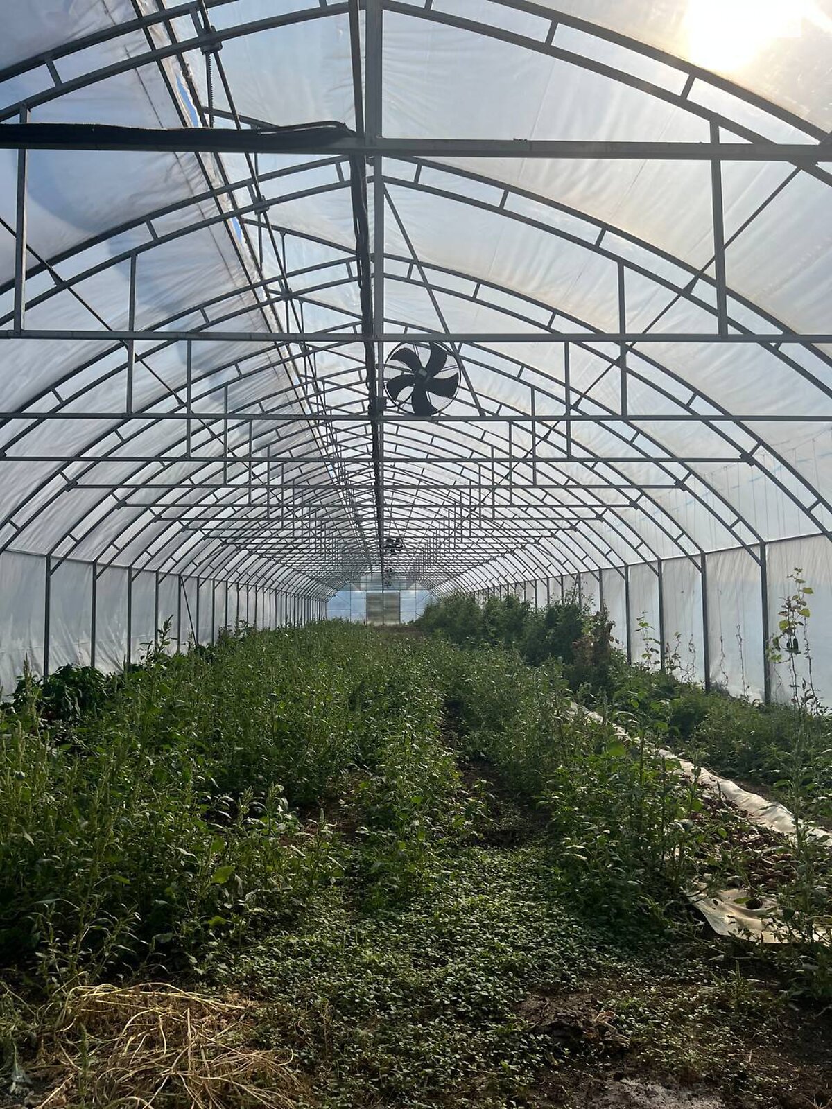 Земельный участок сельскохозяйственного назначения в Великом Дорошове, площадь 6 Га фото 1