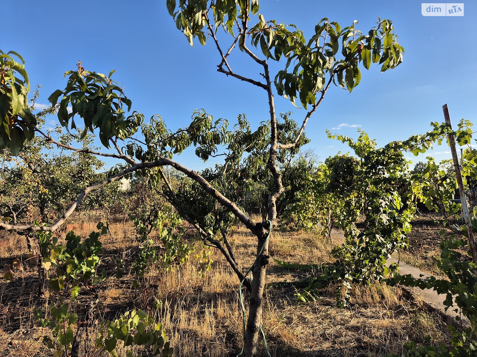 Земельный участок сельскохозяйственного назначения в Великодолинском, площадь 6 соток фото 1