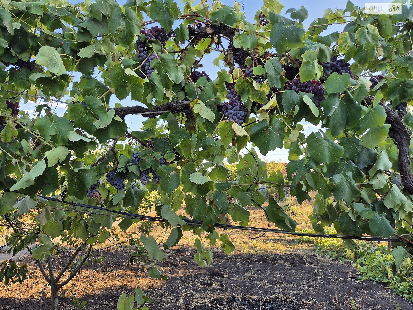 Земельный участок сельскохозяйственного назначения в Великодолинском, площадь 6 соток фото 1