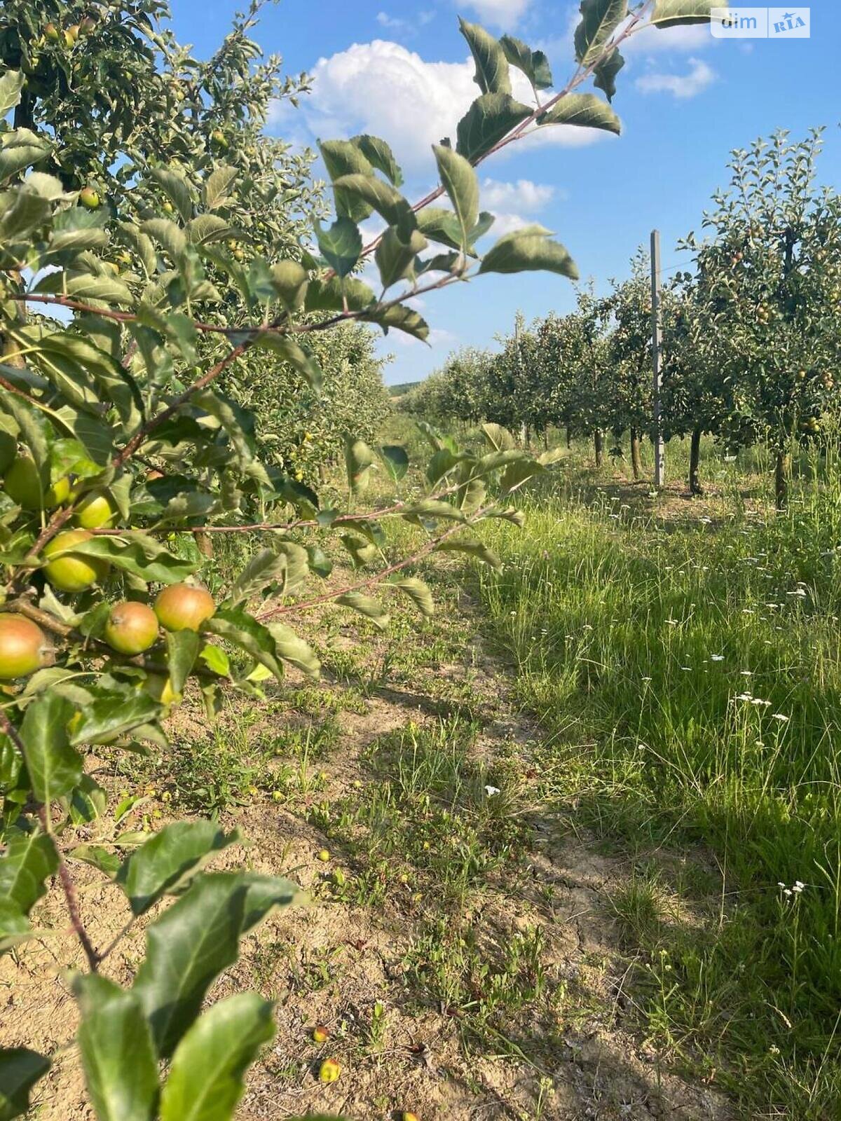 Земля сельскохозяйственного назначения в Виньковцах, район Виньковцы, площадь 5 Га фото 1