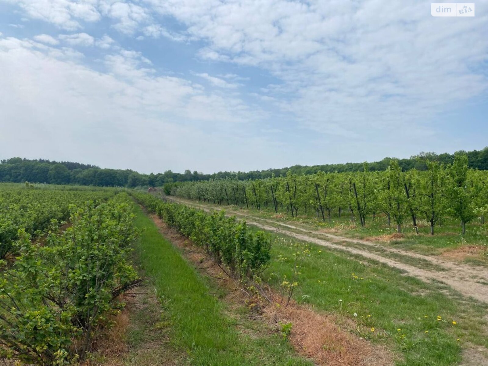 Земля сельскохозяйственного назначения в Виннице, район Киевская, площадь 1050 соток фото 1