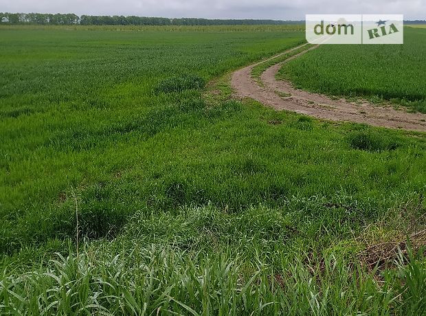 Земля сільськогосподарського призначення в селі Некрасове, площа 1.65 Га фото 1 Земля сільськогосподарського призначення в селі Некрасове, площа 1.65 Га фото 1