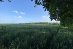 Земля сільськогосподарського призначення в Вінниці, район Тяжилів, площа 137 соток фото 2