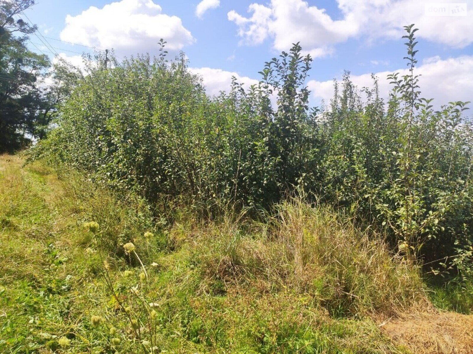 Земельна ділянка сільськогосподарського призначення в Зарванцях, площа 15 соток фото 1