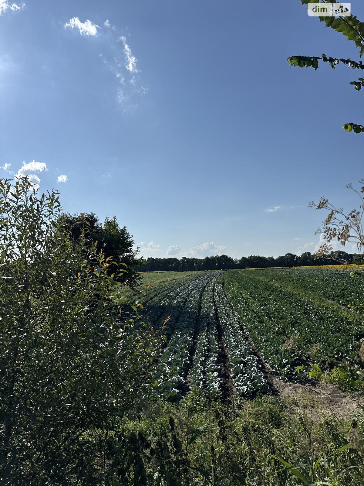 Земельный участок сельскохозяйственного назначения в Виннице, площадь 136 соток фото 1