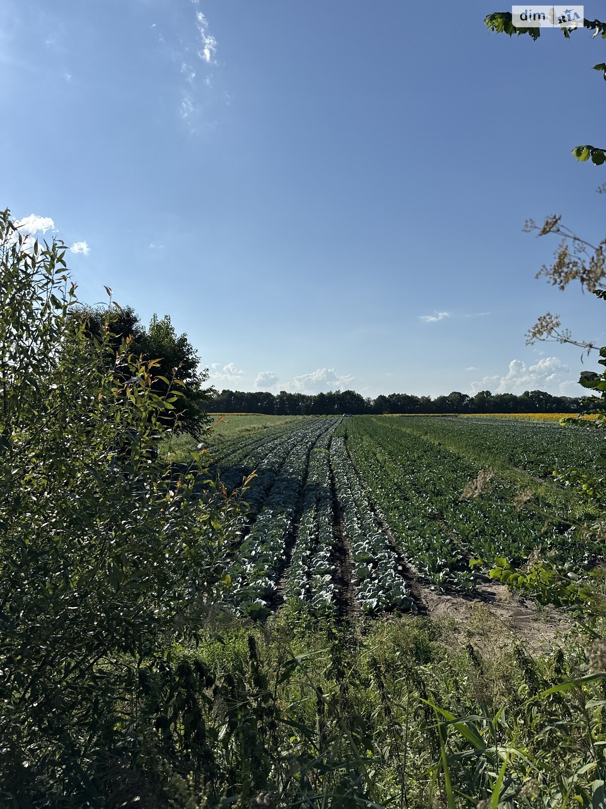 Земельный участок сельскохозяйственного назначения в Виннице, площадь 136 соток фото 1