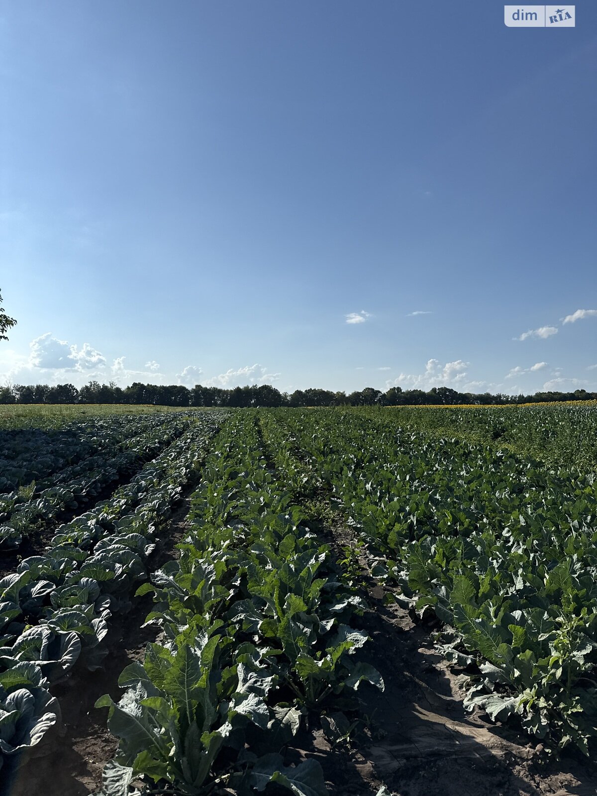 Земельный участок сельскохозяйственного назначения в Виннице, площадь 136 соток фото 1