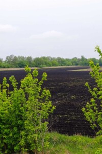Земельна ділянка сільськогосподарського призначення в Вінницьких Хуторах, площа 137 соток фото 2