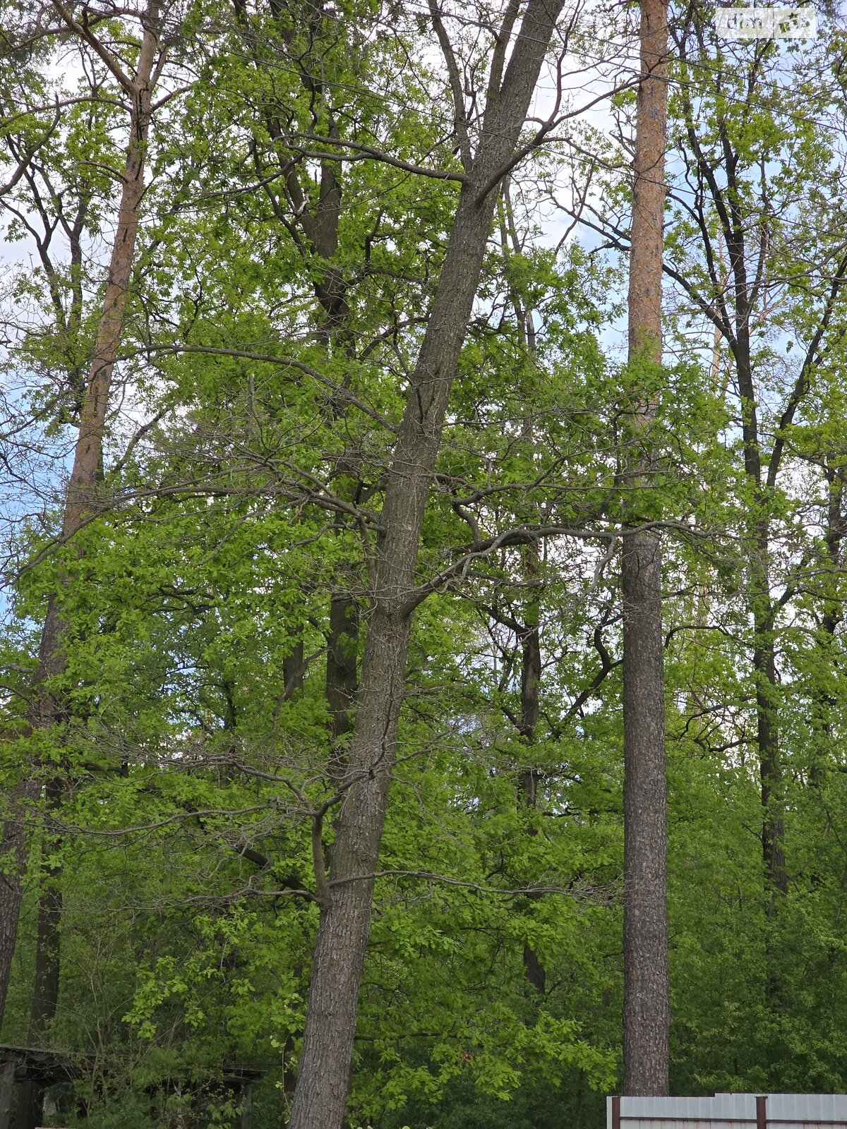 Земельный участок сельскохозяйственного назначения в Ворзеле, площадь 1 Га фото 1