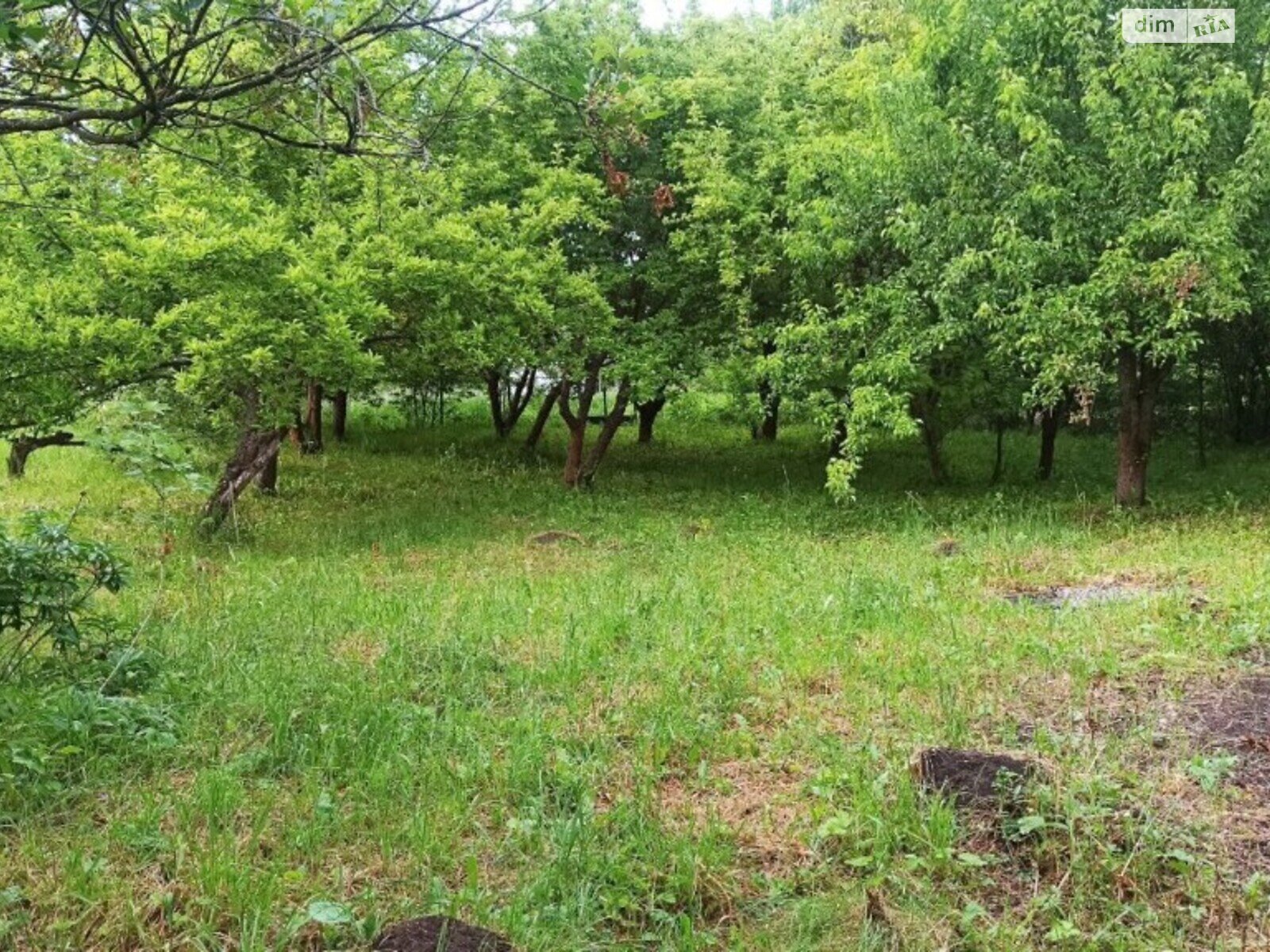 Земельна ділянка сільськогосподарського призначення в Видрові Доли, площа 6 соток фото 1